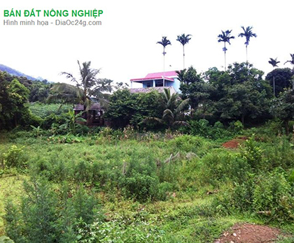Bán đất vườn bưởi gần Hồ Trị An, Xã La Ngà, Định Quán, Đồng Nai.