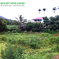 Chủ cần ra 2 lô đất vườn (CLN) 3 mặt tiền gần đường 719B-Novaworld Phan Thiết
