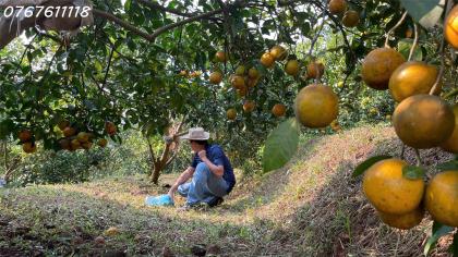 Bán đất nhà vườn Tuân Lộ Tân Lạc,view hồ thủy nông,gần TT Mãn Đức,1.1ha,3 tỷ dư