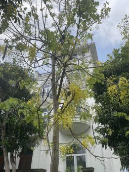 Biệt thự 4T xây thô Louis VIII Đại Mỗ, lô góc DT200m2, MT10m, 52 tỷ Từ LIêm