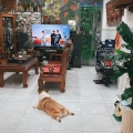 NGỘP BANK GẤP BÁN MTKD ĐỈNH ÂU CƠ, N5*30M, 150M2, 4 TẦNG. 21 TỶ. RẺ HƠN THỊ TRƯỜNG 7-8TỶ