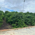 Bán 21000m2 ( 21 sào ) đất nhà , ao, vườn cà phê -Xã Liên Hiệp - Đức Trọng Lâm Đồng