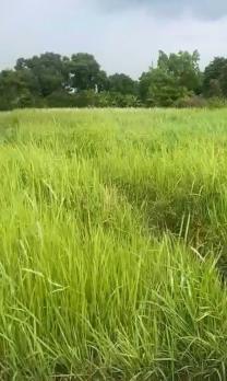 BÁN LÔ ĐẤT KHỦNG 1100M² – 1 SẸC NGẮN ĐỖ VĂN DẬY – ĐƯỜNG NHỰA XE HƠI