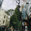 Bán Nhà Mặt Phố Quận Hoàn Kiếm 82m4T VỪA Ở VỪA KD 1 SỔ 1 CHỦ 41,5 Tỷ Lý Nam Đế.