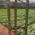 HẠ GIÁ KỊCH SÀN - BÁN GẦN 5000M2 HIỆP AN - GIẢM 5 TỶ