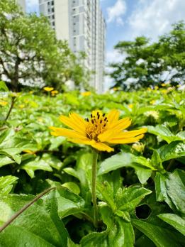 Sai tên D’Edge? Setia Edenia mới là dự án bạn nên biết tại Hồ Chí Minh