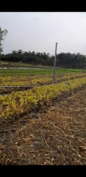 Bán 4200m2 đất cây lâu năm 9 tỷ